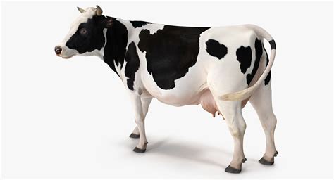 3D model holstein cow | Holstein cows, Cow, Holstein