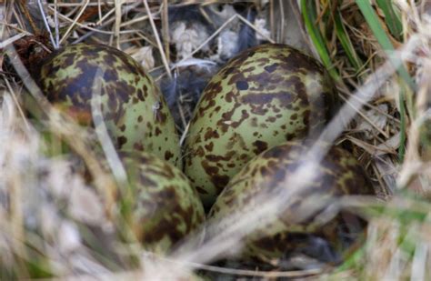 Rock Sandpiper Eggs St Paul Island 01 photo - LD Love photos at pbase.com