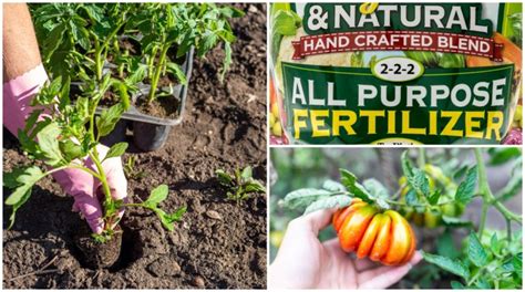 Tomato Fertilizing Guide - From Seedling to the End Of the Season