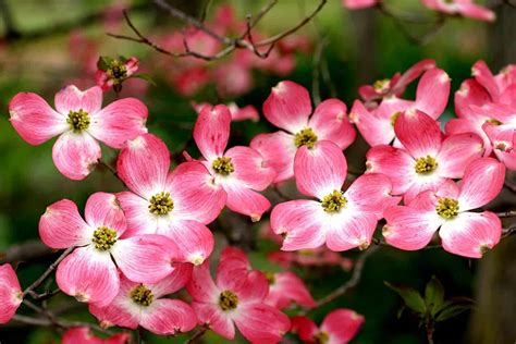 Pink Flowering Dogwood For Sale | Compare Best Prices | Top Nurseries