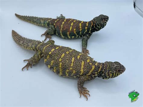 Uromastyx Colors Clearance Online | espace-trail-du-couserans.com