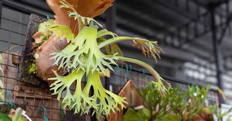 How to Grow and Care for Staghorn Ferns | Gardener’s Path - ReportWire