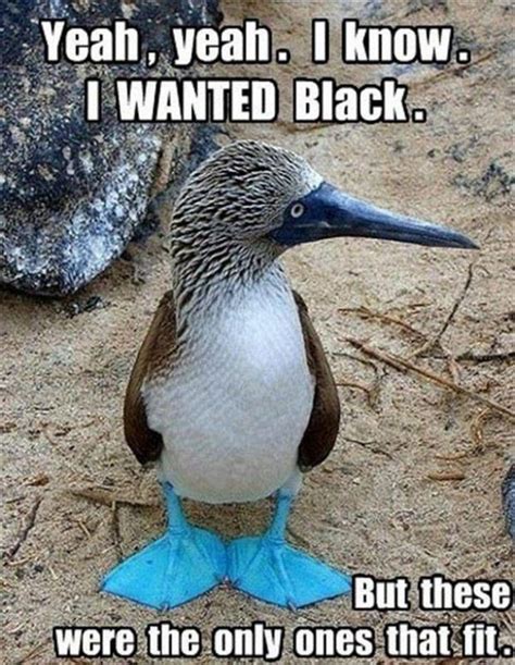 37 Funny Animal Memes That Will Have You Laughing Out Loud