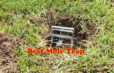 9 Best Mole Trap Reviews & Buying Guide (August - 2021)