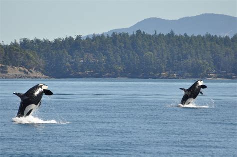 Killer Whale Eating Seal