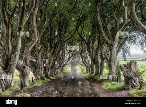 Game of thrones dark hedges hi-res stock photography and images - Alamy