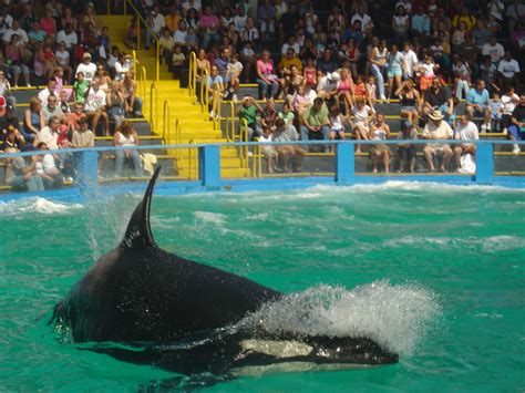 Miami Seaquarium - Miami Wallpaper (1347395) - Fanpop