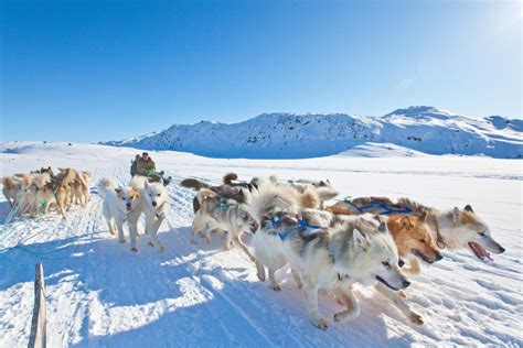 See Greenland by dog sled: a holiday close to nature | Post Magazine ...