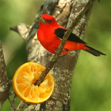 Scarlet Tanager Bird Red - Free photo on Pixabay