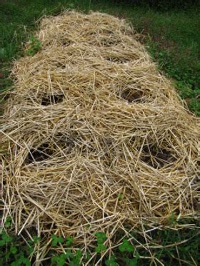 Straw bale garden mulch update