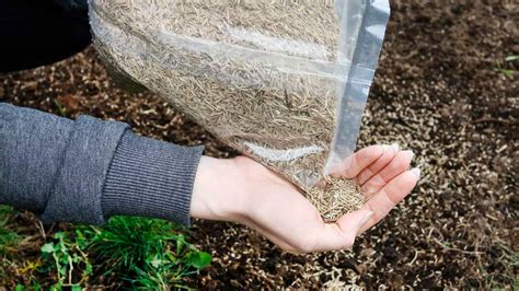 How Much Grass Seed For Overseeding | Storables