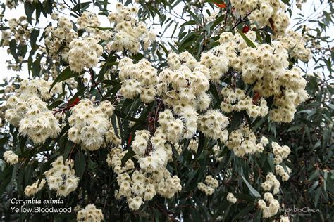 Yellow Bloodwood (Corymbia eximia). This is a medium-sized tree from NSW around Sydney Basin ...