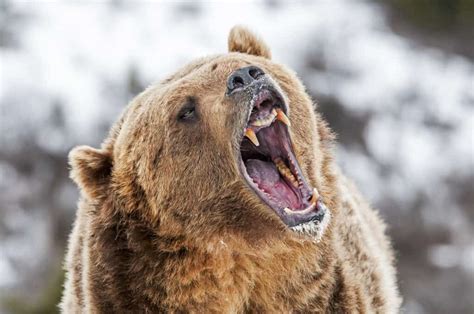 Grizzly Bear Teeth: Everything You've Ever Wanted To Know - A-Z Animals