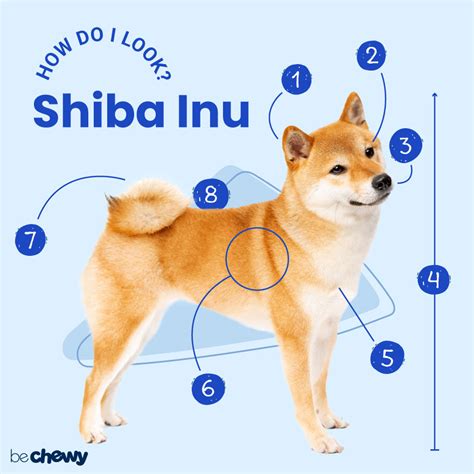 Shiba Inu Breed: Characteristics, Care & Photos | BeChewy