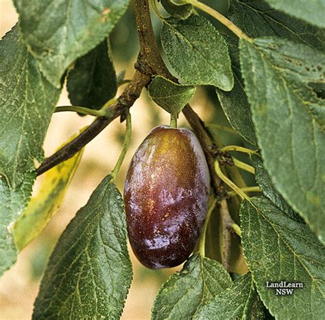 Prunes, Late D'Agen variety | Stone fruit Late D'Agen prune.… | Flickr