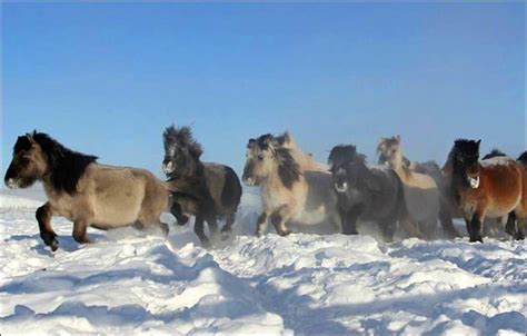 Yakutian horses developed their striking adaptations to the extreme ...