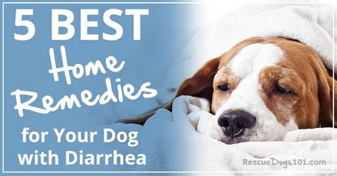 How To Get Rid Of Dogs Diarrhea - Goalrevolution0