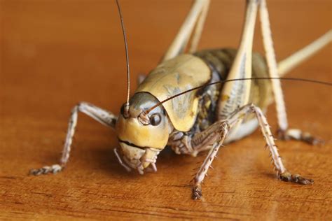 Utterly Astonishing Facts about Crickets - Animal Sake