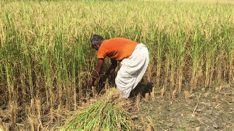 DO-IT – Farmer harvesting organic Basmati rice in India - YouTube