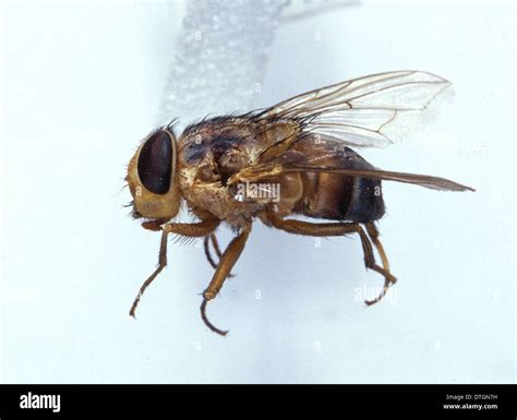 Cordylobia anthropophaga, tumbu fly Stock Photo, Royalty Free Image: 66750757 - Alamy