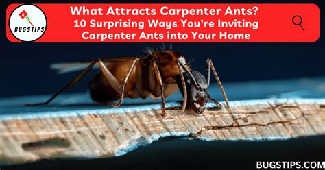 What Attracts Carpenter Ants: 10 Surprising Ways You're Inviting Carpenter Ants into Your Home ...