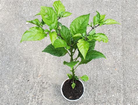 Ghost Pepper Plants | World Seed Supply