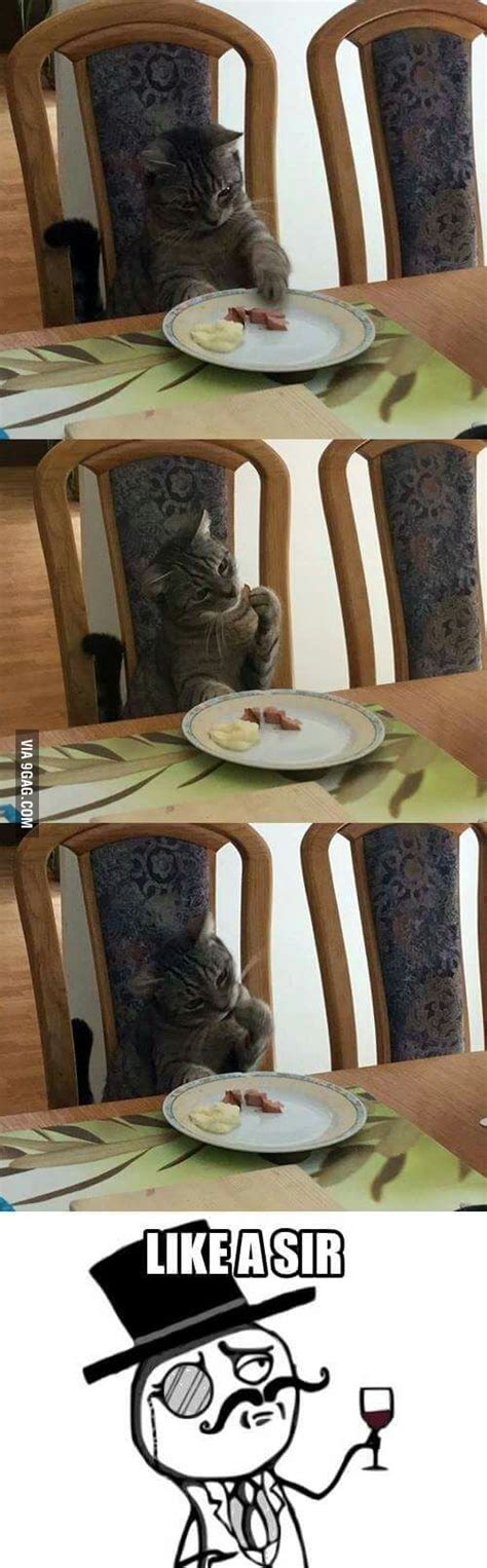 My cat Jacky has better table manners than my brother... - 9GAG