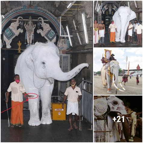 Thailand's Albino Elephant Royalty, Witness the Majestic Splendor of a 900kg Giant