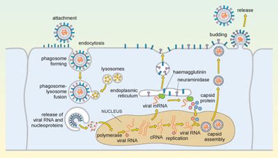 Influenza Virus Replication