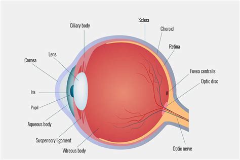 Basic Anatomy Of Eye