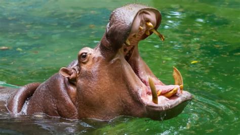 Hippos Eat Way More Meat than We Thought, and It Can Make Them Sick ...