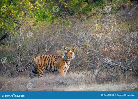 Young Bengal Tiger in Natural Habitat. the Bengal (Indian) Tiger ...