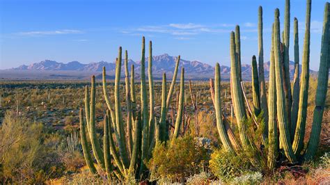 Terrestrial Habitat Desert