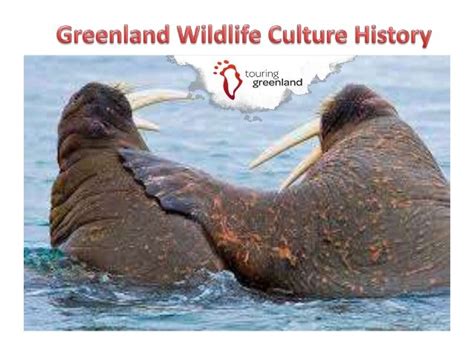 Greenland History And Culture