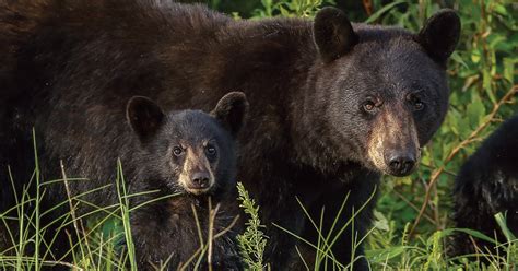 Of Bear Cubs, Restless Winters, and Research | Virginia DWR