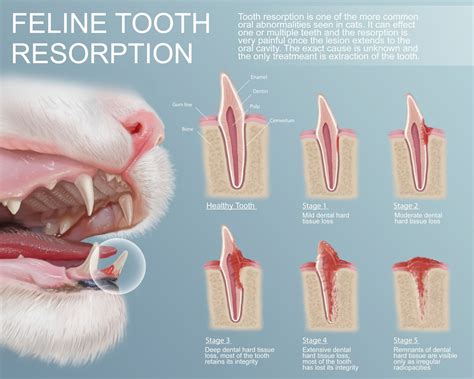 Anastasiya Kurylyuk - Feline Tooth Resorption