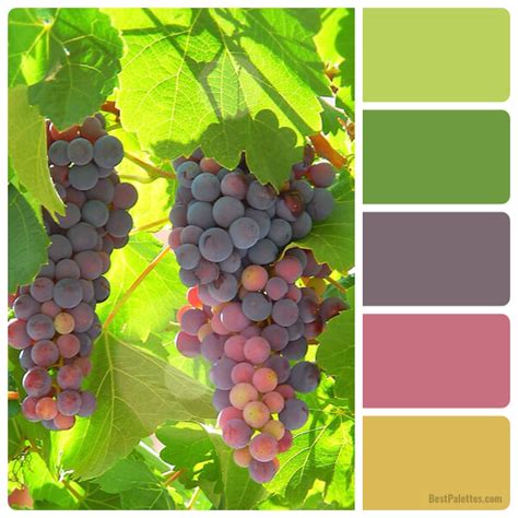 Purple Grapes on Green Leaves - Best Palettes