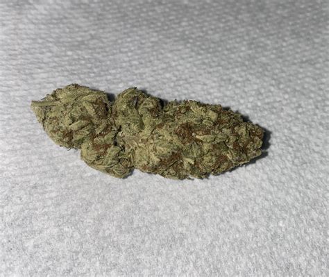 Mimosa - AntfarmDelivery