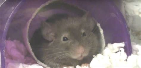 Rat Diseases & Health Hazards