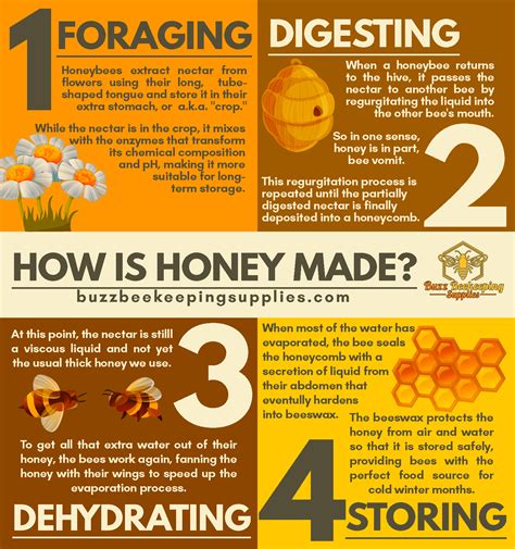 How Honey is Made - How Bees Make Honey | Buzz Beekeeping Supplies