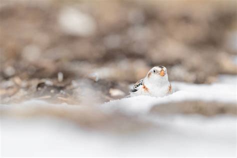 20+ Snow Bunting Nest Stock Photos, Pictures & Royalty-Free Images - iStock