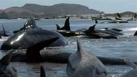 Pilot whales strand en masse at Farewell Spit in New Zealand - Strange ...