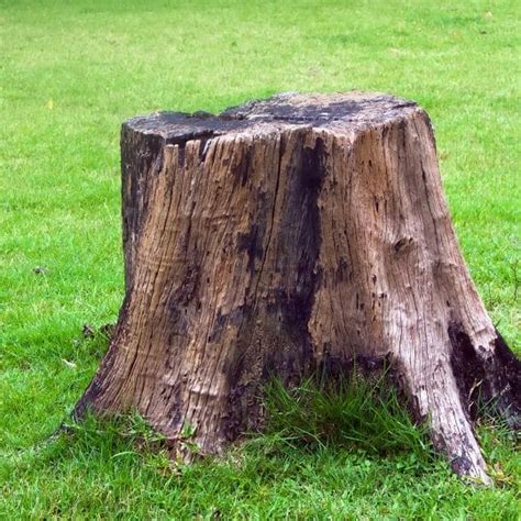 What to do with a Tree Stump | Elite Tree Care