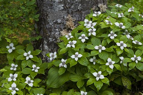 12 Beautiful Dogwood Trees and Shrubs | Dogwood trees, Dogwood shrub, Plants