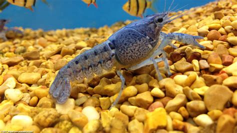 Hammers Cobalt Blue Lobster: Care, Size, Color, Food & Diet