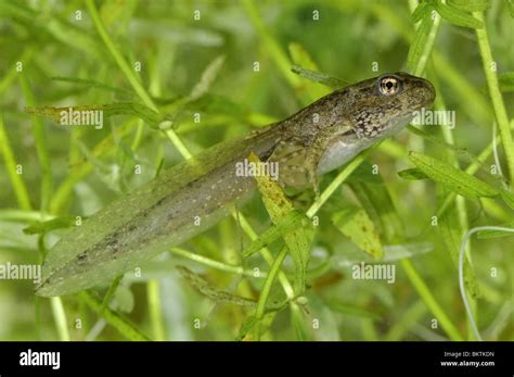 Tadpole with 4 legs & tail swimming in a puddle Stock Photo, Royalty ...