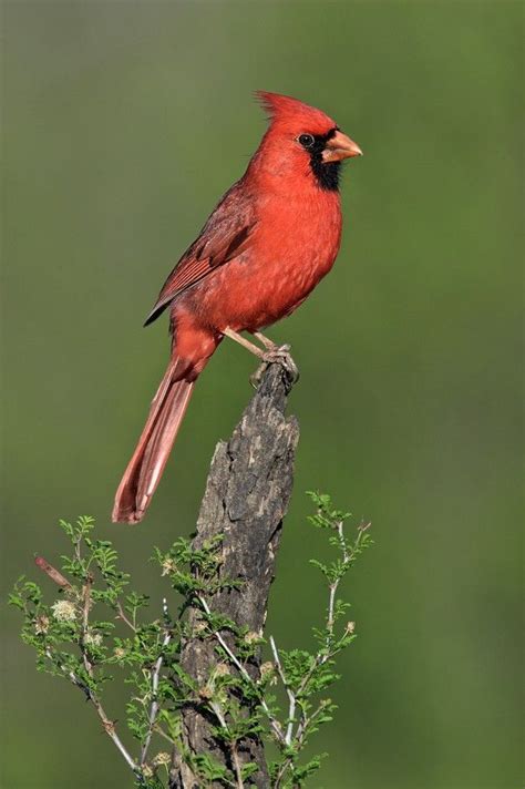 Pin by Çiğdem Doğru Balbaşı on Fine art | Cardinal birds art, Beautiful birds, Bird photo