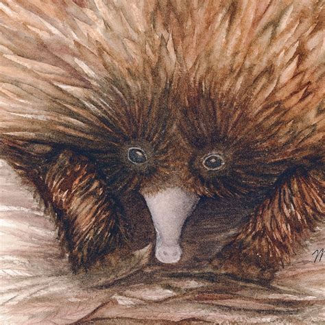 Echidna Art Print A4 Size, Australian Gifts Made in Australia Native ...