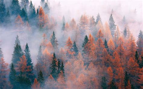 Autumn Fog Wallpaper