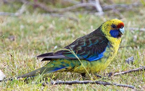 Colourful Parrot Species - Rosella